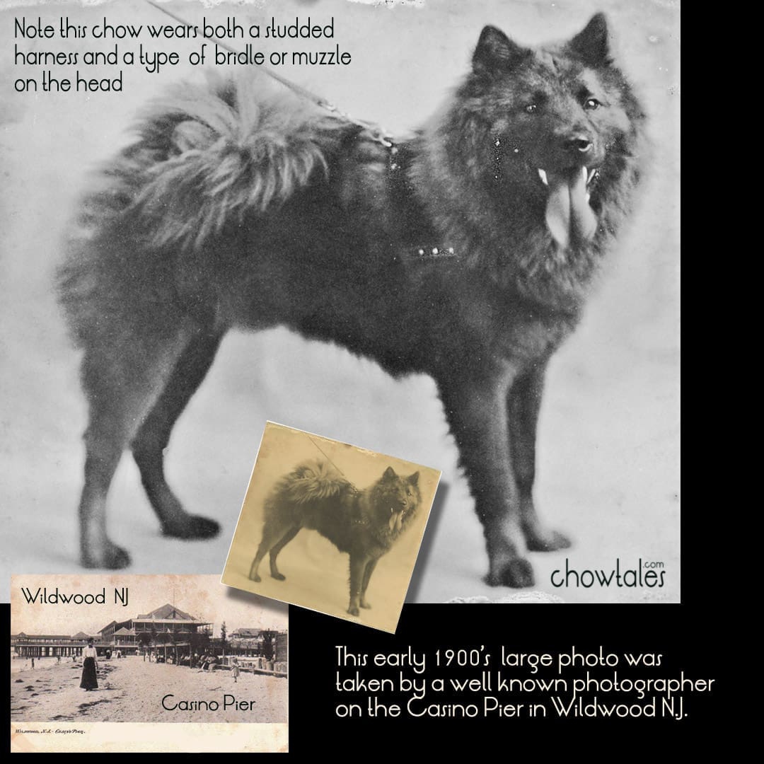 Chow with harness bridle collage