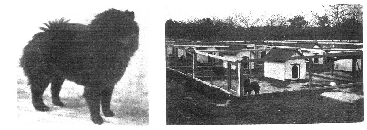 Clairedale by the Sea AKC Gazette August 31 1926
