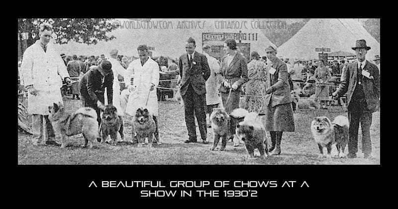 HUTCHINGSONS DOG 16