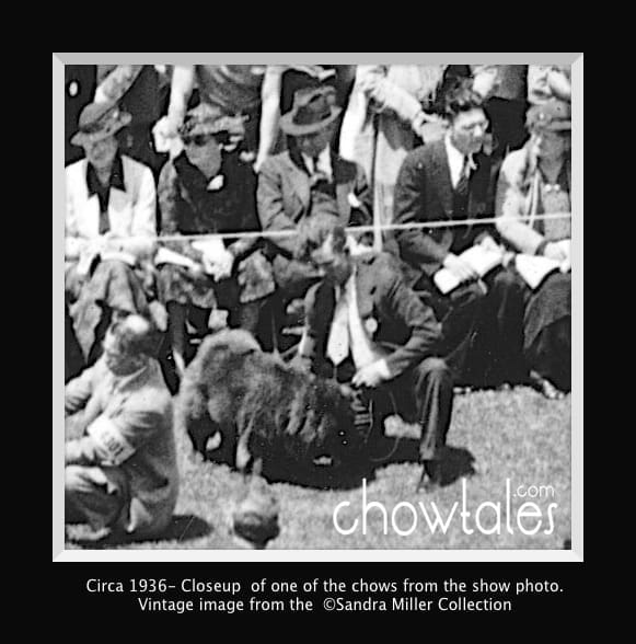 1936 RING FULL OF CHOWS - Version 6 (1 of 1)