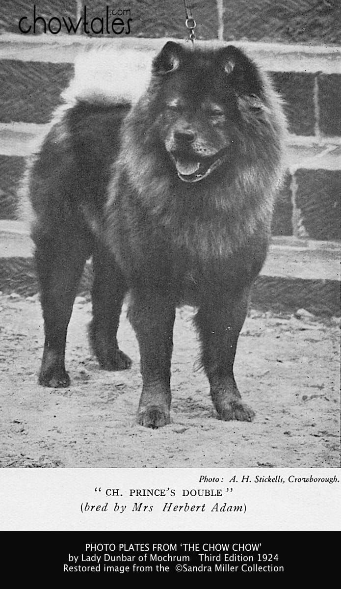 LADY DUNBAR CH. PRINCES DOUBLE - Version 2