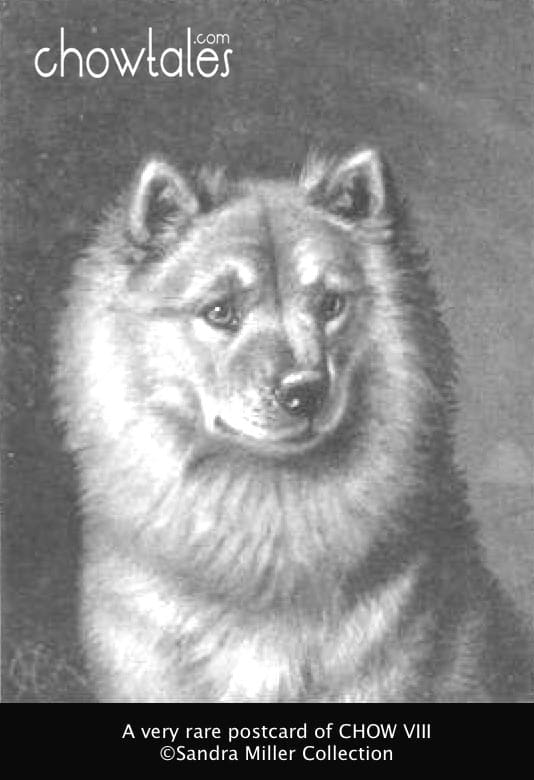 Chow VIII very rare 1895 postcard 