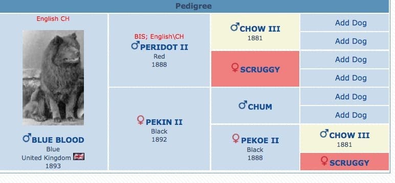BLUE BLOOD PEDIGREE
