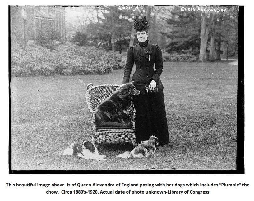 QUEEN ALEXANDRA PLUMPIE
