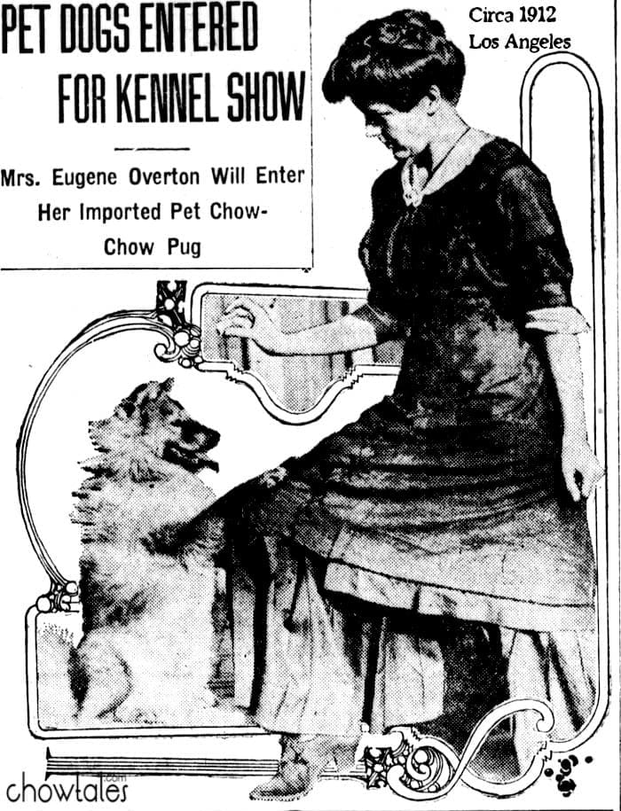1912 Mrs Overton shows chow pea in Los Angeles her pet imported chow clipping newspaper photo